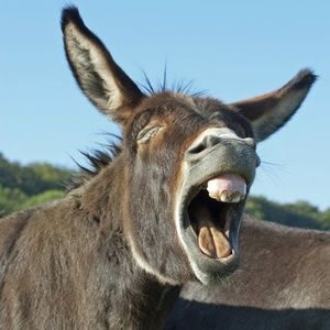 Meet your Posher, Jerry